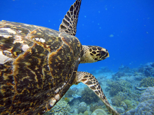 Snorkelen met de Karetschildpad! 