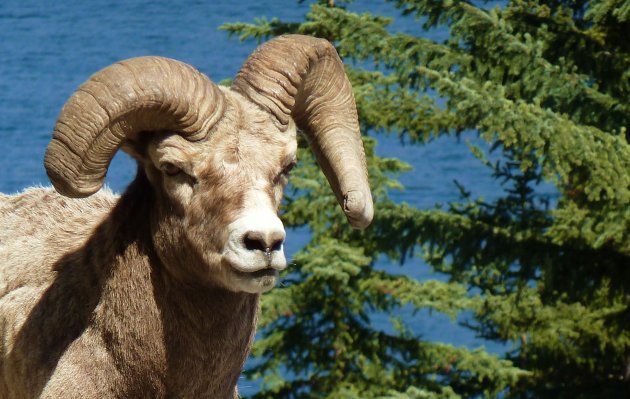 Big Horn Sheep