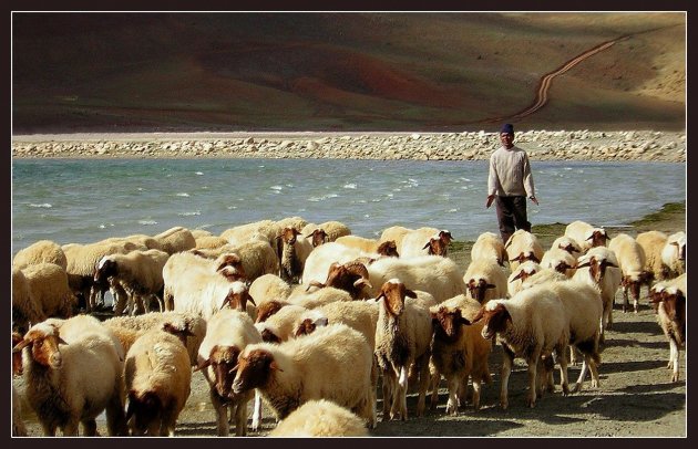 Herder en zijn kudde