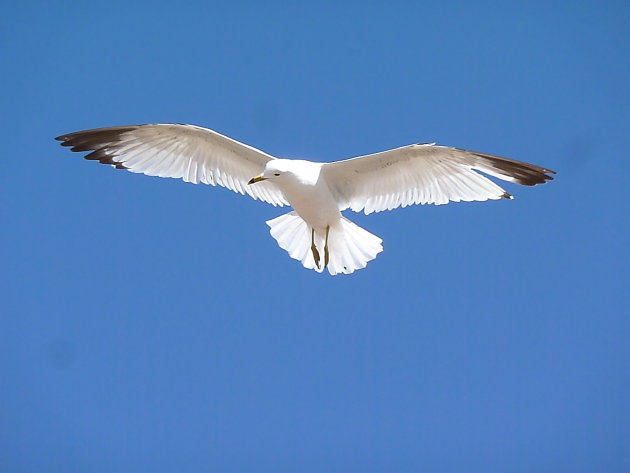 hanggliding