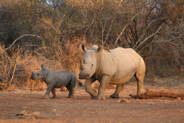 Rhino in Madikwe