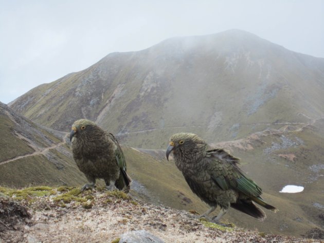 Kea's tijdens de tweede dag van onze Kepler Track