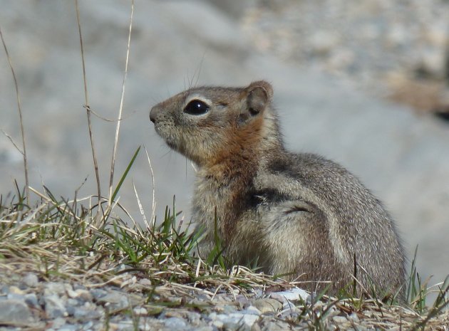 Columbia Ground Squirrel