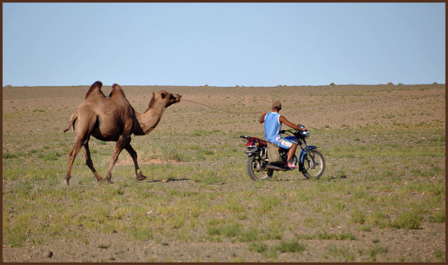 Het verloren kameel