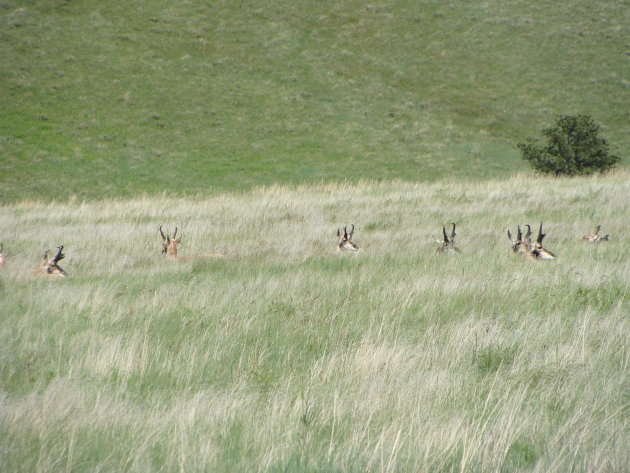 Gaffelbokken in het veld