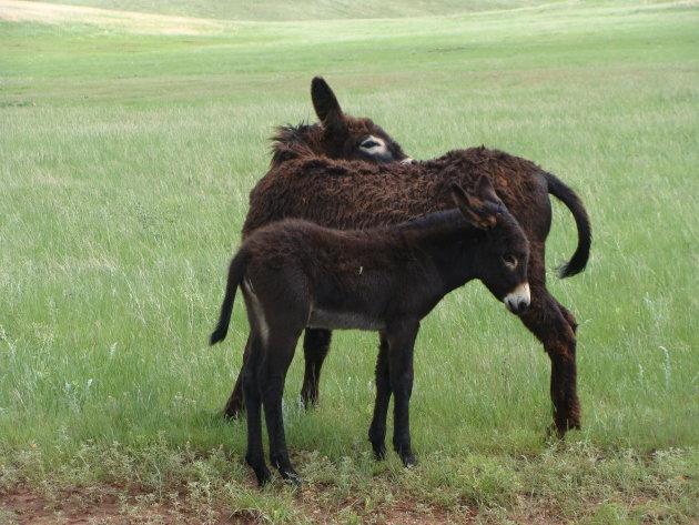 Moeder en kind ezel