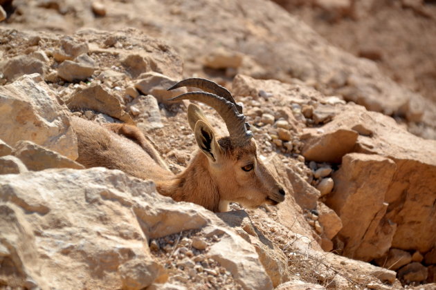 bok in Mitzpe Ramon, Israël.