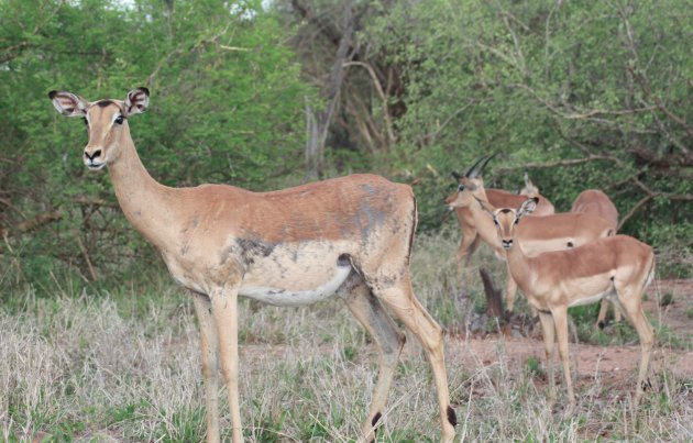 kudde impala's