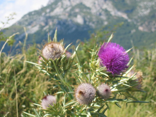 distel