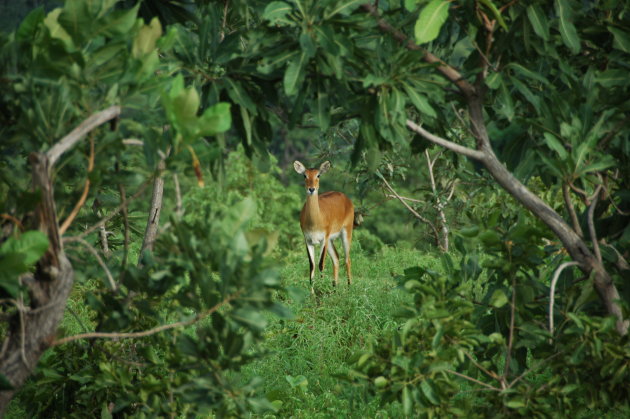 Mole Park in Ghana