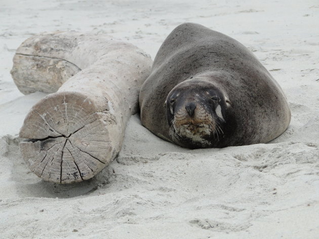 Wilde zeeleeuwen op het strand in de buurt bij Dunedin