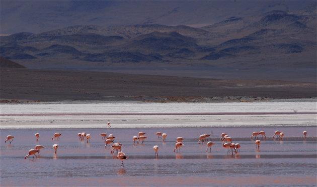 Flamingo's-2
