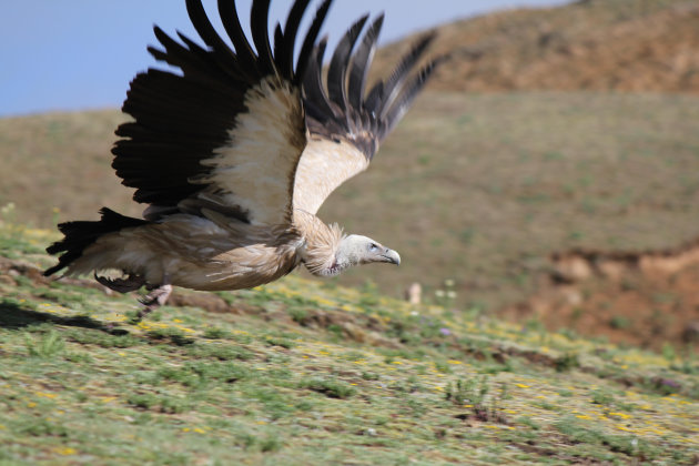 himalaya gier bij sky burial