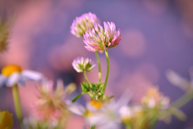 Dalyan Flowers