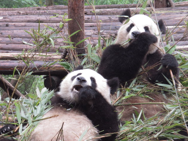 Panda beren aan het ontbijt - Chendu, China