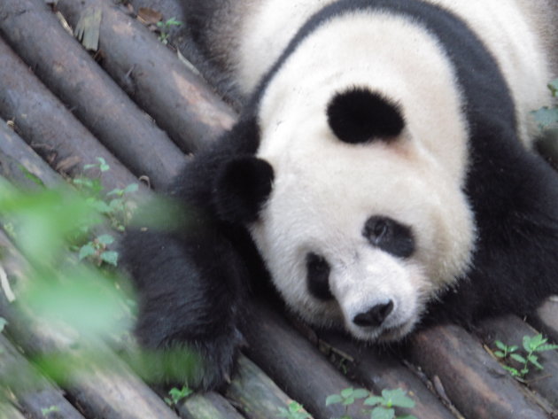 Volwassen panda beer, Chengdu