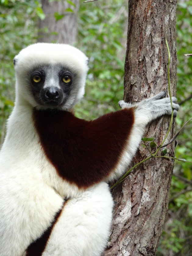 Sifaka portret