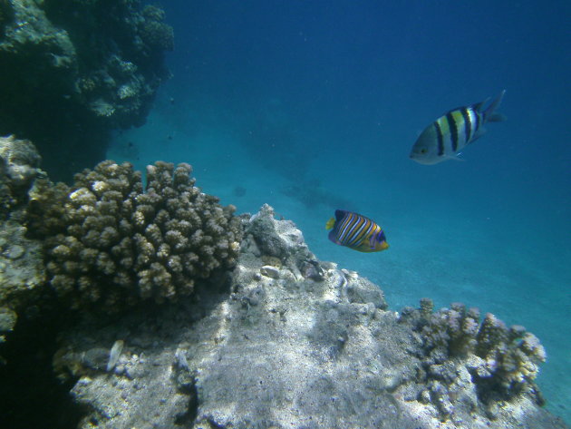 Onderwater leven bij Port Ghalib (Marsa Alam)