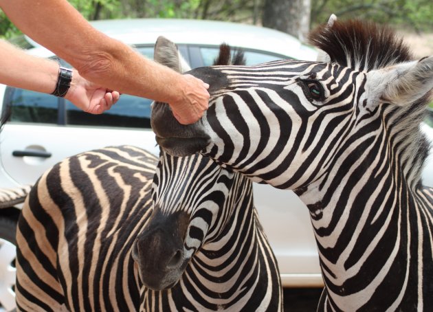 ontmoeting met een zebra