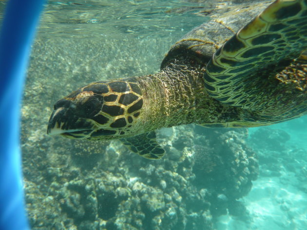 Snorkel met zeeschildpadden
