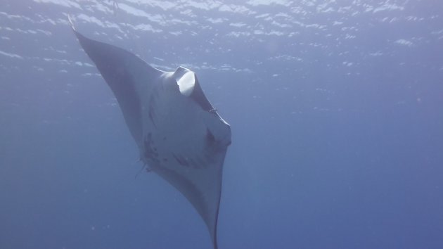 manta