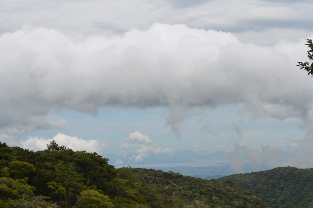 Cloudforest