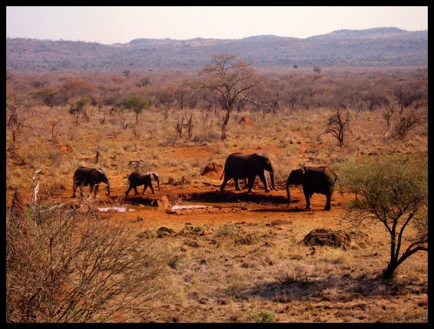 Madikwe Hills