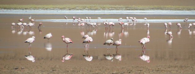 James's Flamingo in de spiegel
