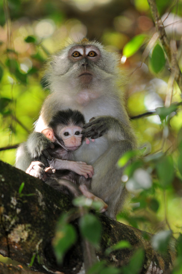 Rimpelig jong makaakje
