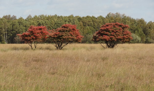 Herfst in Drenthe