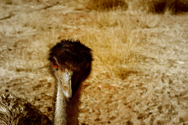 Emu