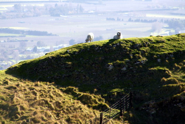 Schapen op het droge