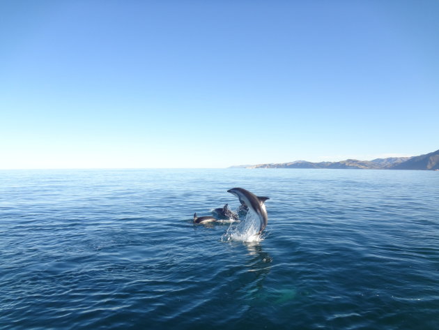 Dolfijnen in Kaikoura