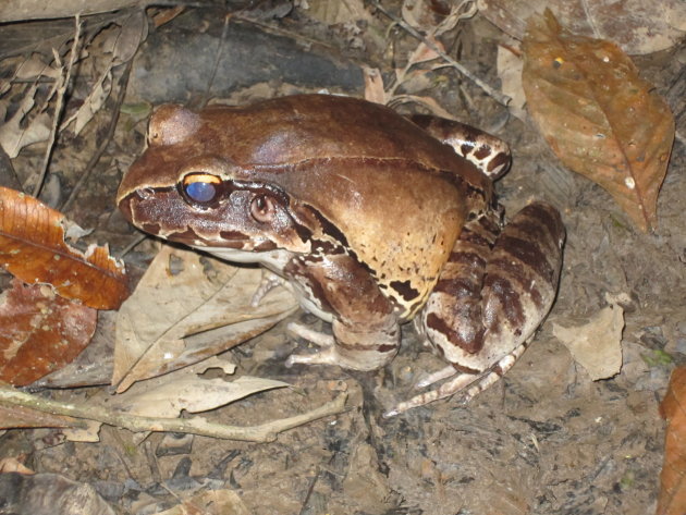 Een gigantische 'bullfrog' in de Amazone