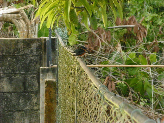 Groene   IJsvogel  