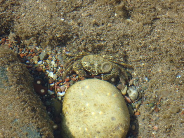 Krabbetje in 't water op Lara Beach