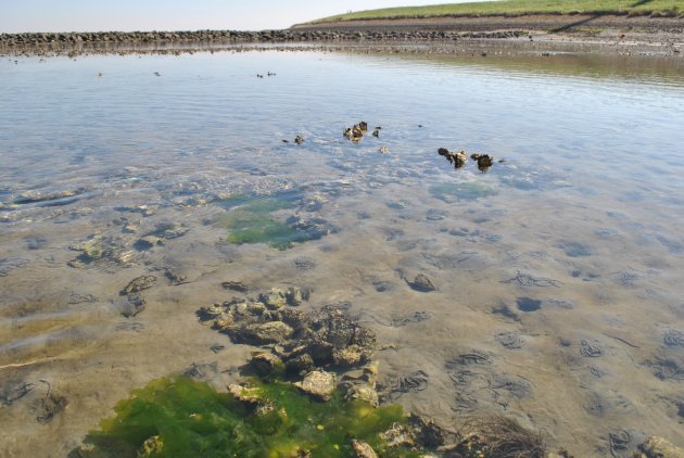 oesters komen boven bij laag water onder aan de dijk