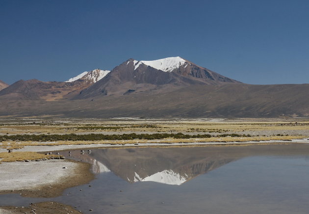 Fouragerende Andes Ganzen