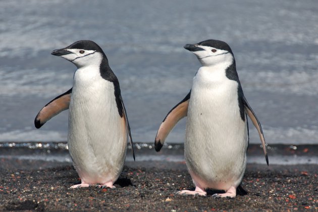 kinbandpinguins op Deception Island