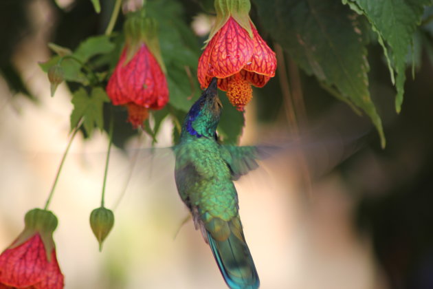 Een kolibrie die al vliegende nectar uit een bloem drinkt