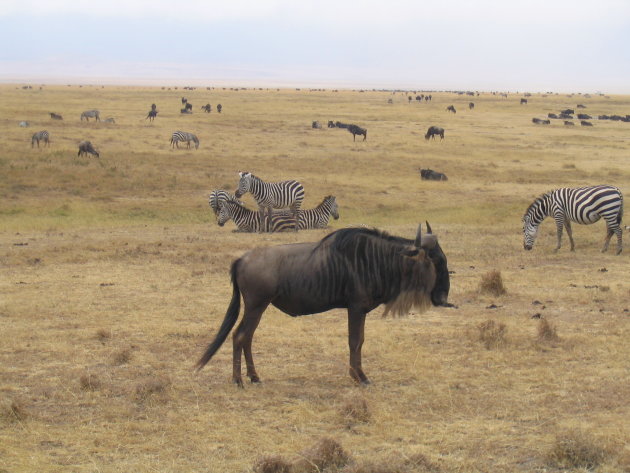 wildlife: zebra's en gnoes in de Ngorogoro krater