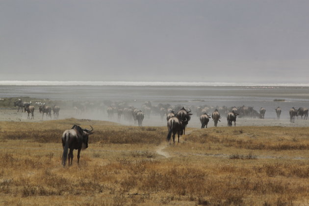 Wildebeesten richting zoutvlakte Ngorogorokrater