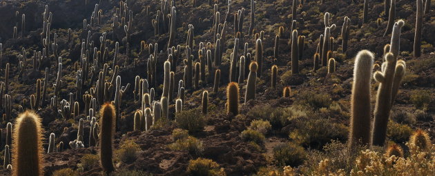 Cactuseiland