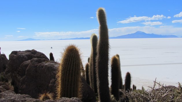 Cactus op eiland in zoutmeer