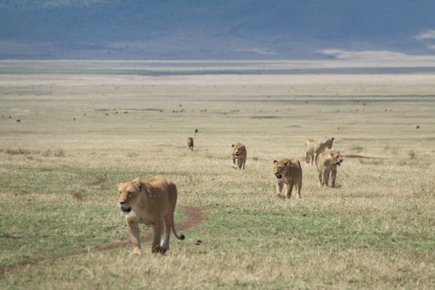 Groep leeuwen op jacht