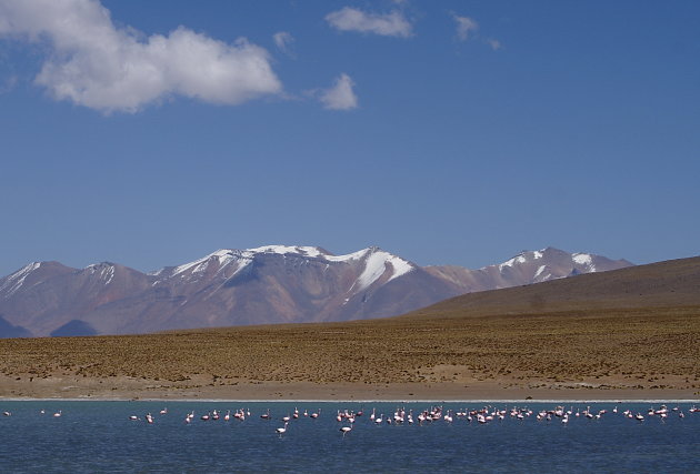 Andean Flamingo's
