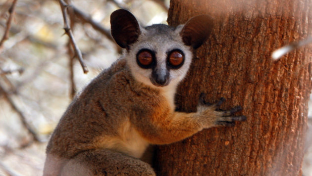 Bush Baby