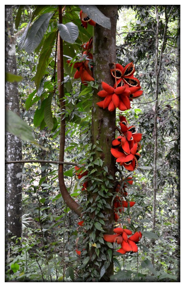 sterculia megistophylla