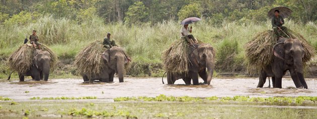 vier olifanten