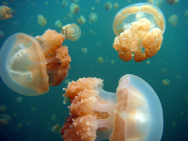 Jelly Fish Lake Palau 2012